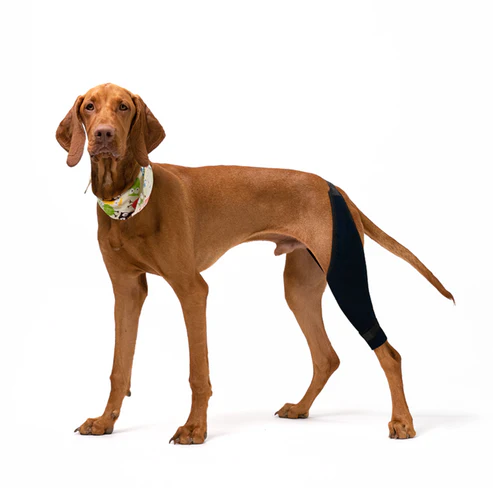 Double Knee Brace for Dogs - Cruciate Support & Pain Relief
