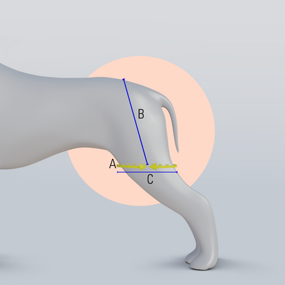 Hip Brace for Dogs