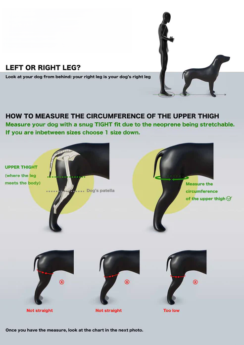 Double Knee Brace for Dogs - Cruciate Support & Pain Relief