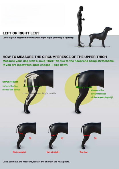Double Knee Brace for Dogs - Cruciate Support & Pain Relief